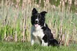 BORDER COLLIE 1507